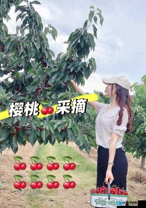 樱桃cherry 官网：精彩内容等您来探索