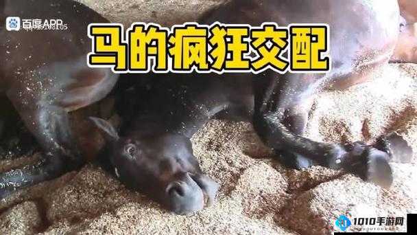 马是怎么和人交流配的之探究