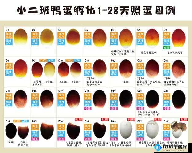 百分之孵蛋攻略技巧分享：孵化成功秘诀的秘密宝典