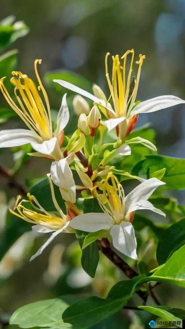 多肉小镇金银花：芬芳绽放的美丽风景