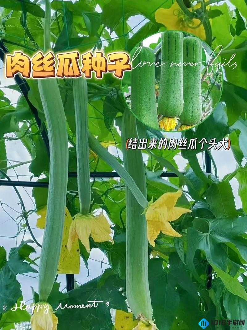 小猪草莓丝瓜深夜释放自己：歌词生命力与魅力的绽放